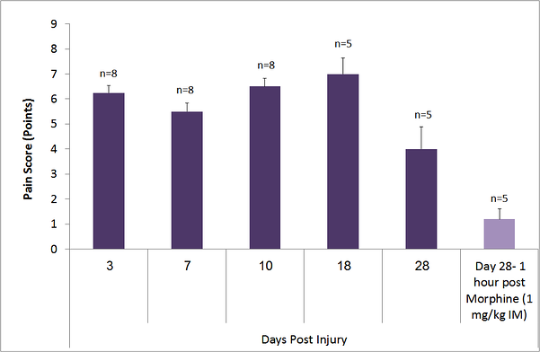pain behavior morphine in the pig neuropathic pain model MD Biosciences preclinical CRO