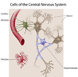 microglia involvement in neuropathic pain