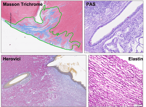 Histochemical-staining (1)