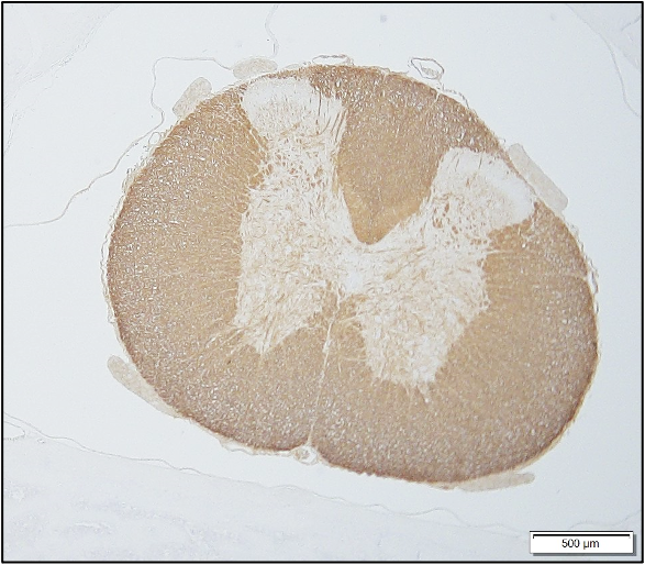 IHC_MBP_MD Biosciences
