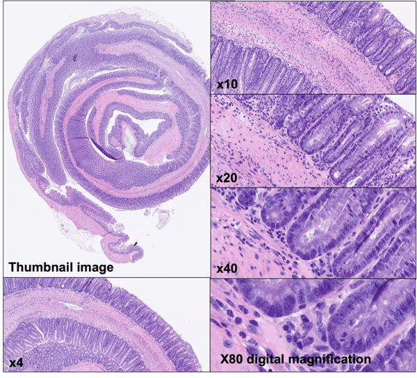 digital-imaging-1 (1)