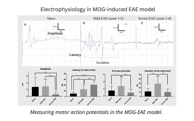 electrophysiology in EAE