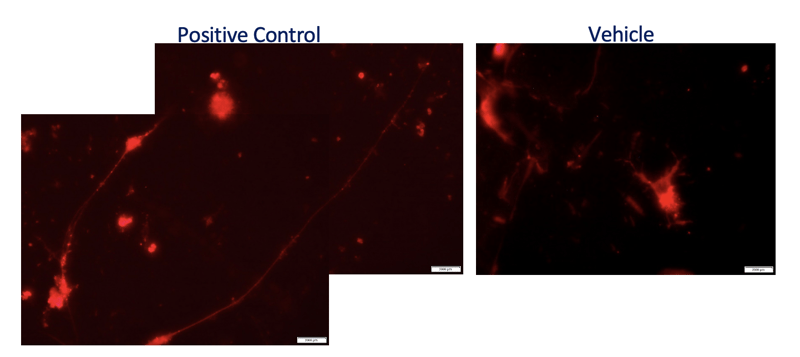 spinal cord injury assay staining