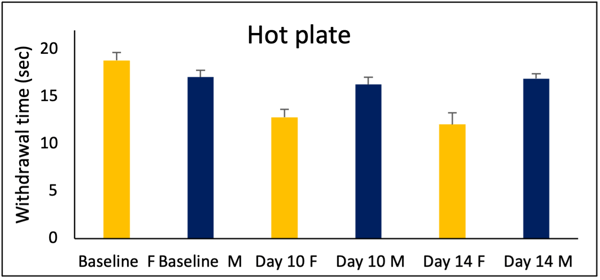 STZ_Hot plate