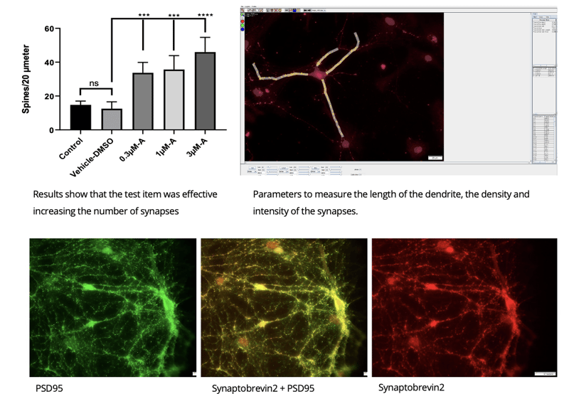synaptic imaging assay data
