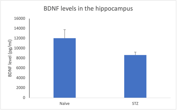 BDNF hippocampus