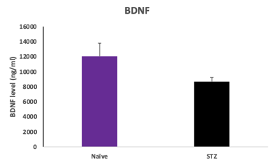BDNF