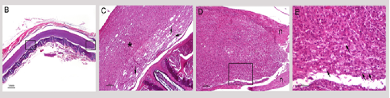 Longitudinal-Sections-of-Spinal-Cord-Mog-Induced-EAE-Model-H&E-Staining