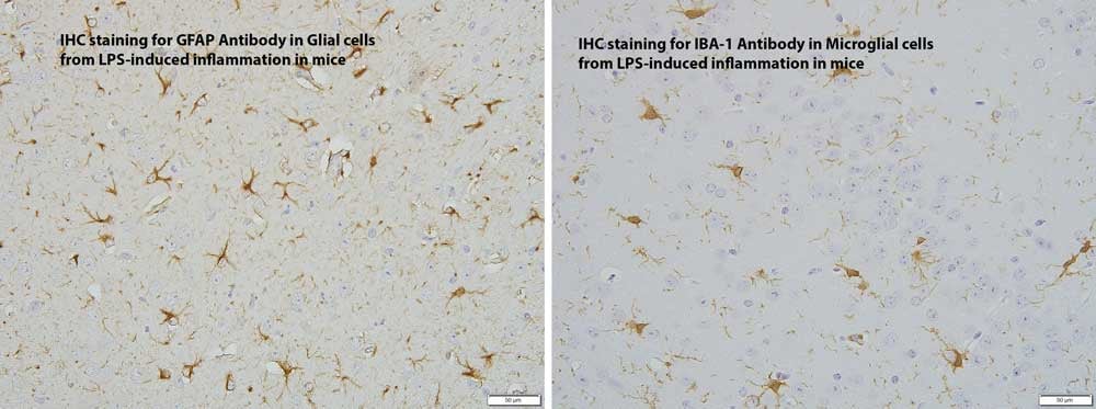 IHC-LPS-inflammation-MDBiosciences