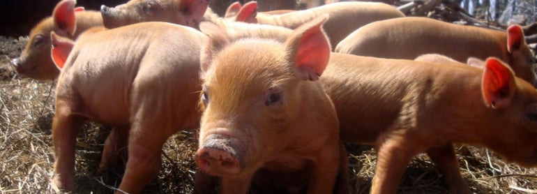 why the pig is a good preclinical model for wound healing