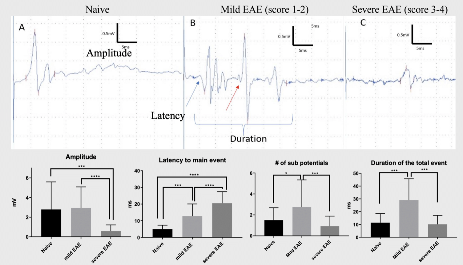 Motor action potential-MOG EAE