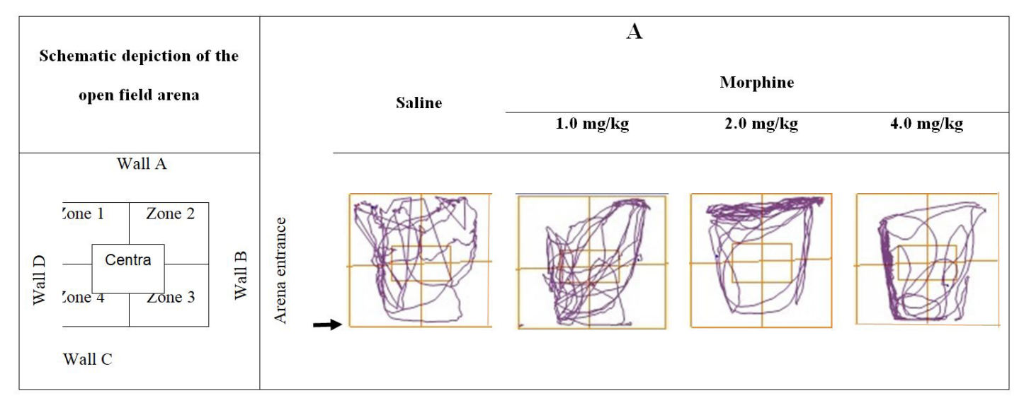 open field test for evaluating locomotor activity in a minipig translational pig model of post-operative pain by MD Biosciences, a neuroscience and CNS and pain preclinical CRO