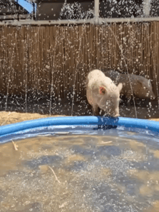 Pigs farm