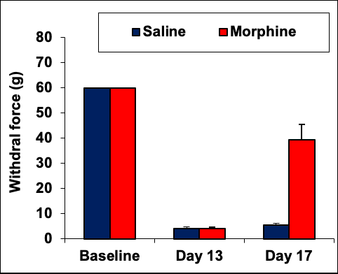 Von Frey_SNL model_MD Biosciences