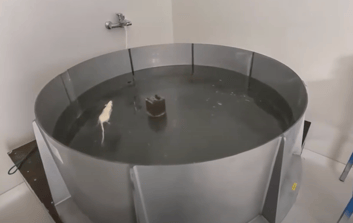 Water maze