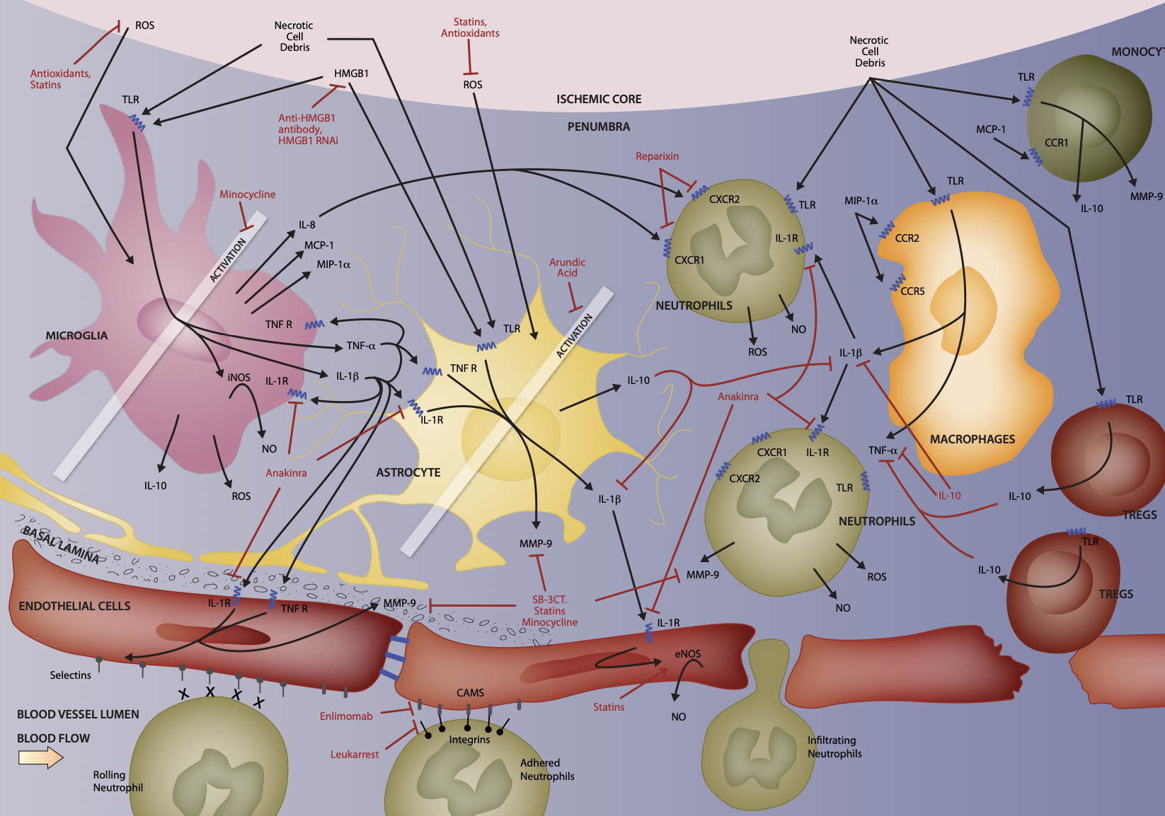 cellular-molecular-interactions-neuroinflammation-ischemic-stroke