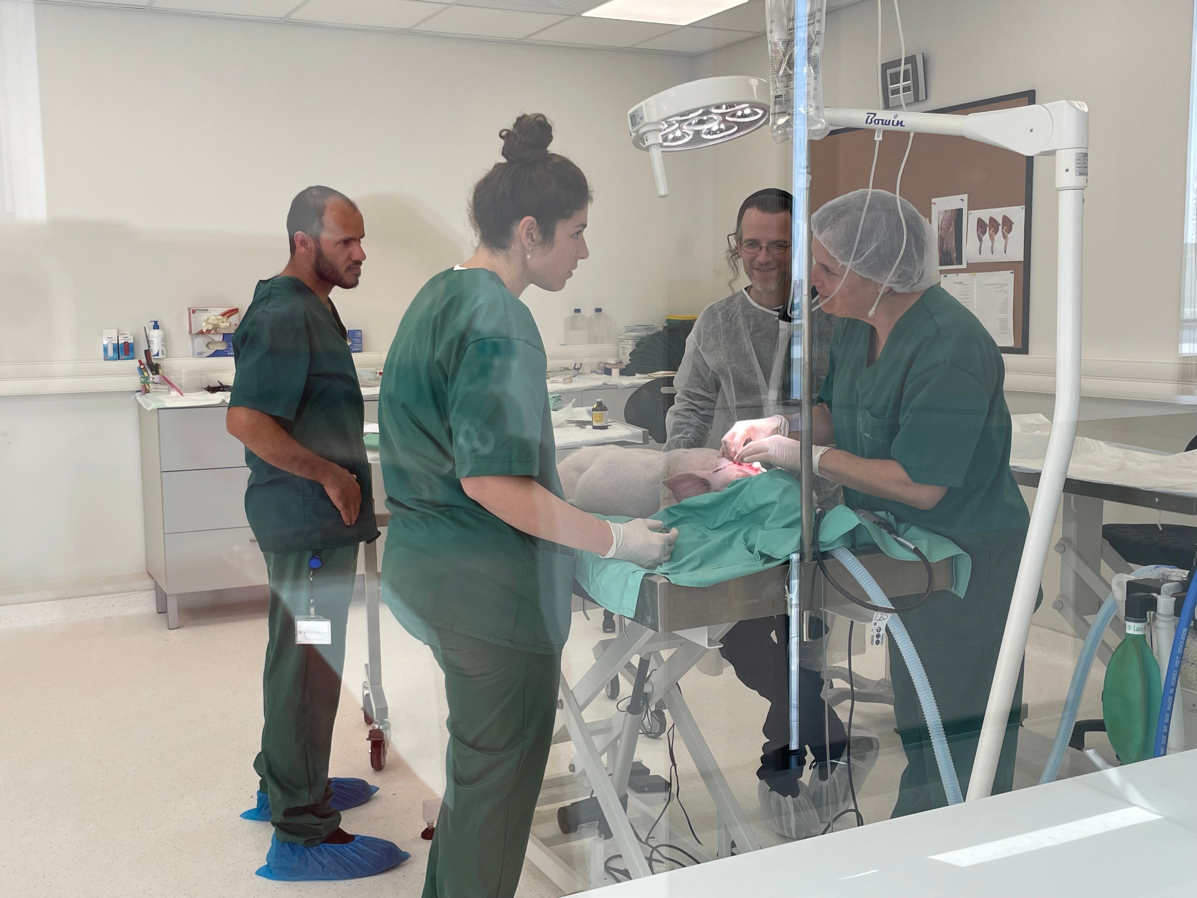 porcine surgery room