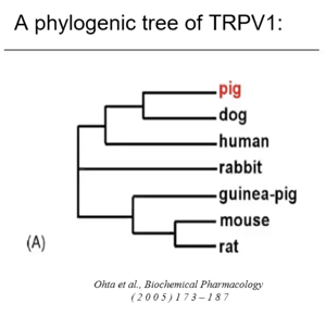 phylogenic tree TRPV1