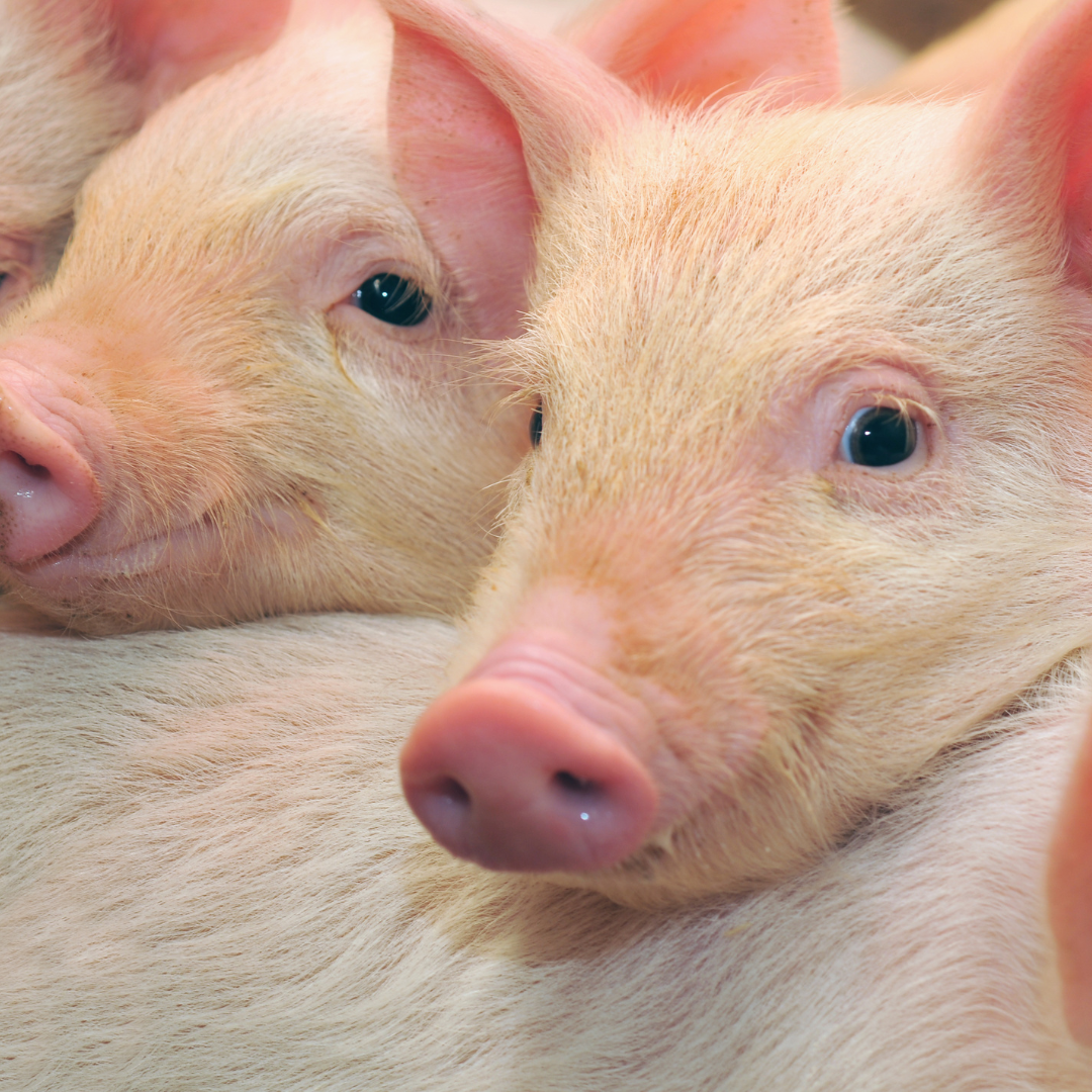 Porcine translational research - advancing beyond rodents and non-human primates