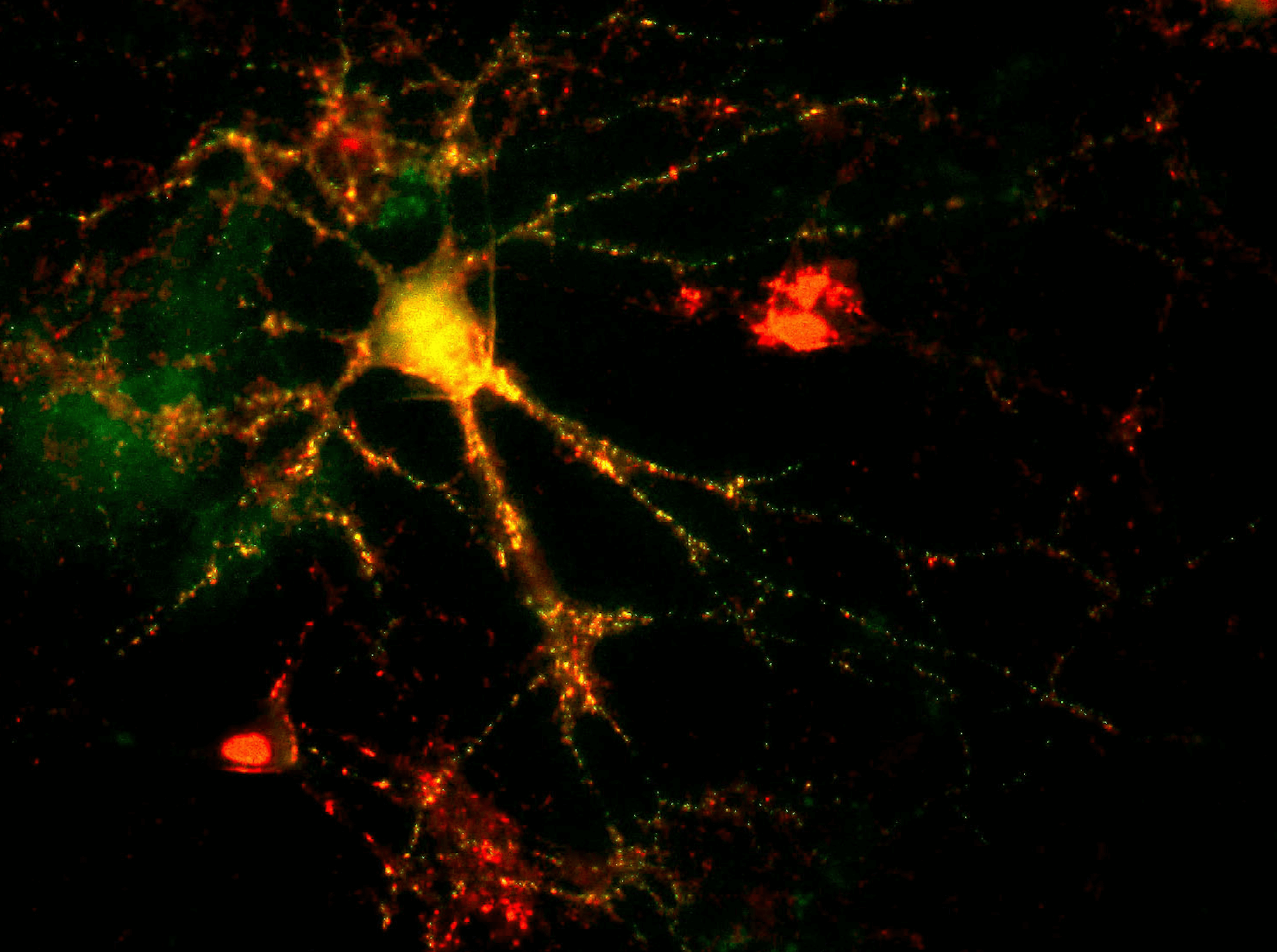 synaptic imaging