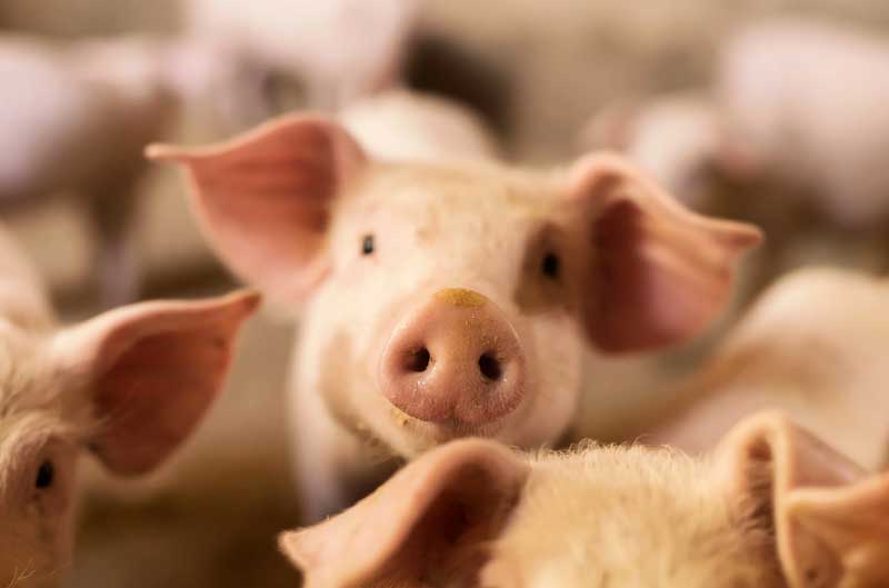 translational-pig-model-md-biosciences
